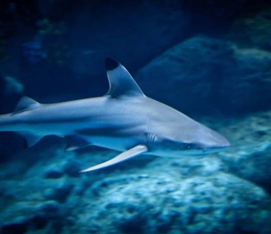 Hai Koh Phi Phi Thaimaa