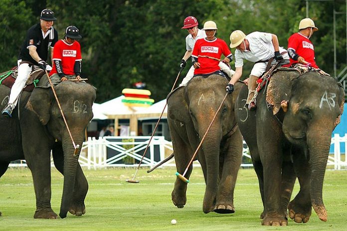 Elefantti polo Thaimaa
