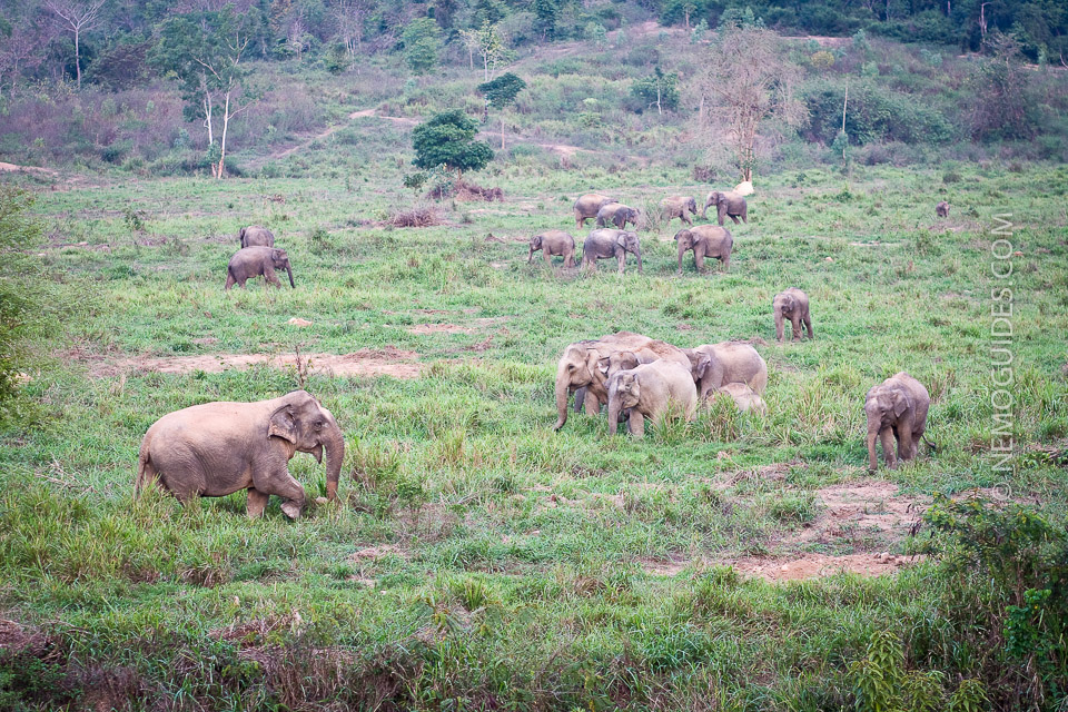 villi norsu thaimaa kui buri