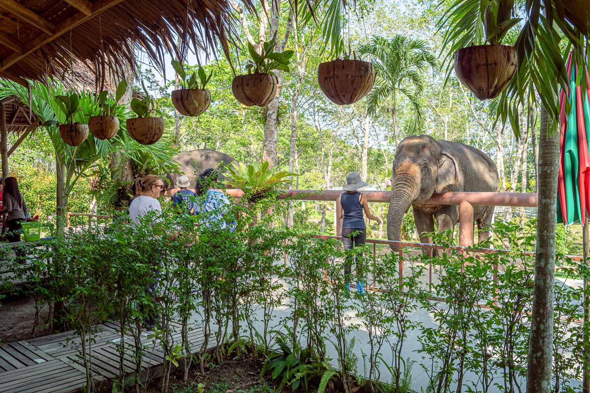 Phuket Elephant Sanctuary norsujen ruokinta